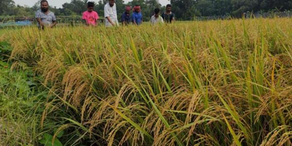 বাগেরহাটে প্রথমবারের মতো চাষ হলো ‘ডায়াবেটিক ধান’